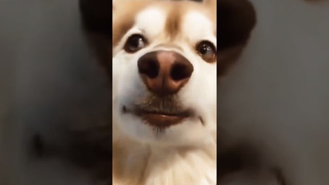 Собака Барабака ? Смешные животные / Funny animals смотреть онлайн