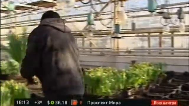 "Барселона" из "Голландии" смотреть онлайн