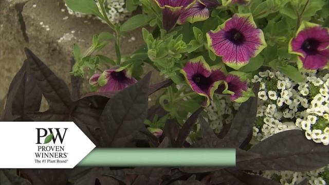 How-To Use Supertunias with P. Allen Smith смотреть онлайн