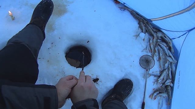 Бешеный клев. Крупная сорога и окунь на удочку .Часть 3. смотреть онлайн