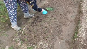 Сажаю лук порей новый проверенный метод