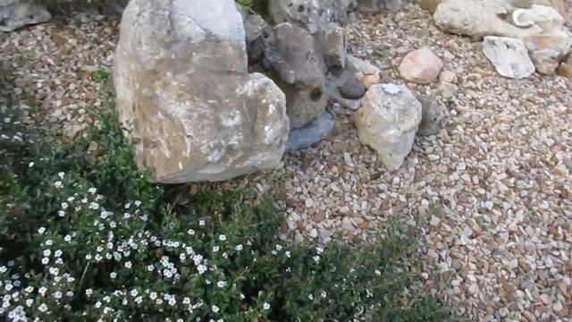 Дача Начало лета Заморозки и засуха Небольшая прогулка смотреть онлайн