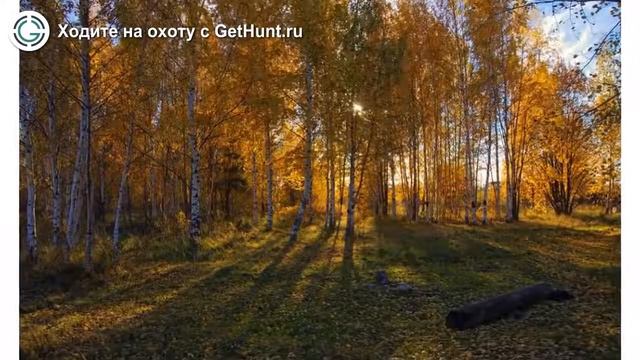 Охота в Тульской области – Охотничье хозяйство «Каменское» Тульская РОООиР охота на вальдшнепа смотреть онлайн