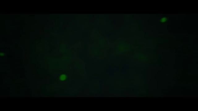 Intro "Noope" By Loows | 60 likes Shockwave Download! смотреть онлайн