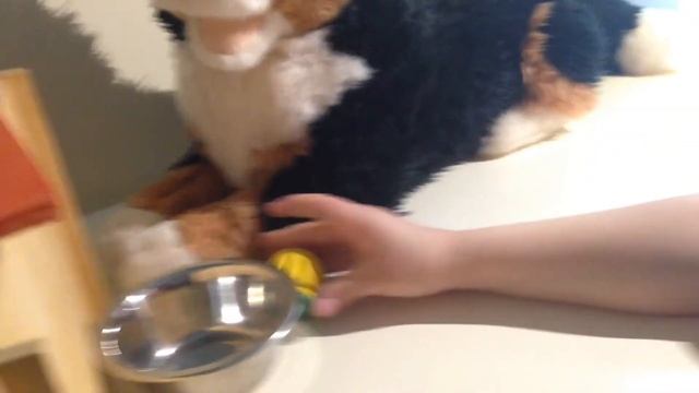 обзор мягкой игрушки (собака)