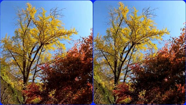 3D video, Fall foliage, Stereogram, Magic eye, SBS, Side By Side, Stereo 3D video смотреть онлайн