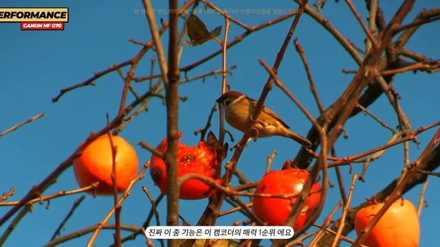 대세는 화질 몰빵한 최신 카메라들 보다 갬성 레트로한 캠코더 -CANON VIXIA HF G70 смотреть онлайн