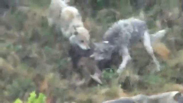 Бой животных Лосиха мама против стаи волков. http://youtu.be/eVf7eIrmlW8 смотреть онлайн