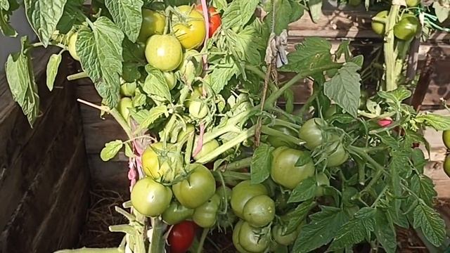 Сибирь. Обзор и дегустация томата Краснотуранский. Название вымышленное. Очень достойный сорт! смотреть онлайн