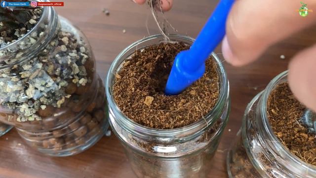 #103 : Experiment of Growing Succulents Indoor (Soil versus LECA) смотреть онлайн