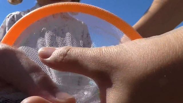 Игровой набор для ловли насекомых сачок для бабочек Playset net for butterflies tools for kids смотреть онлайн