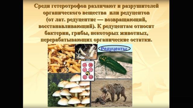 биогеоценоз и его компоненты смотреть онлайн