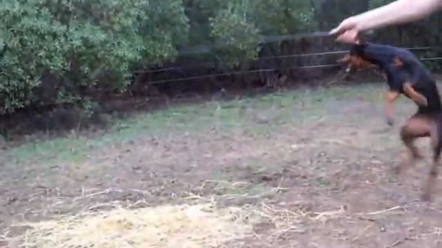 My Doberman - The Prodigy Breathe смотреть онлайн