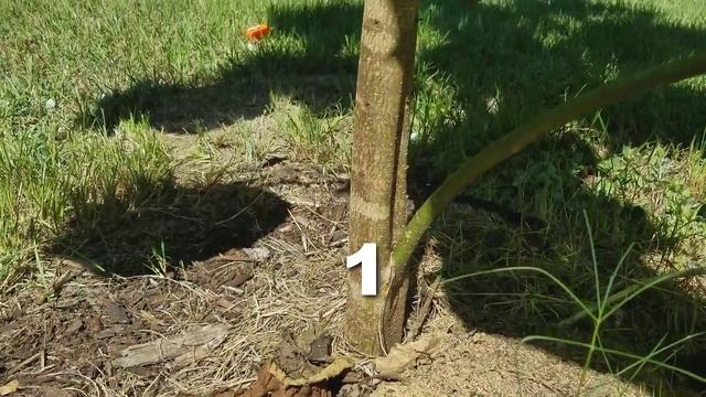 How Fast Does Royal Empress Tree Grow? смотреть онлайн