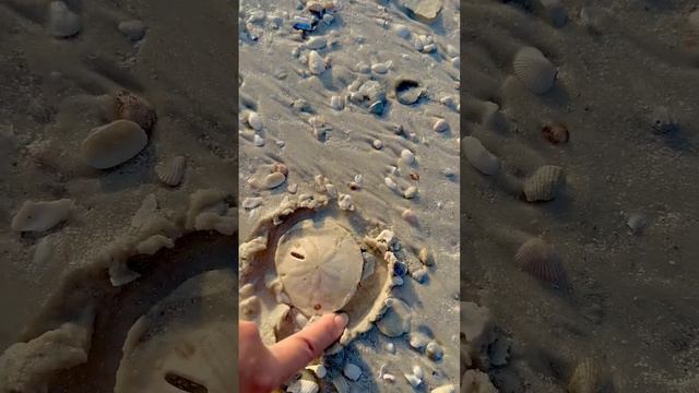 Sand dollars peeking out at sunset!! смотреть онлайн