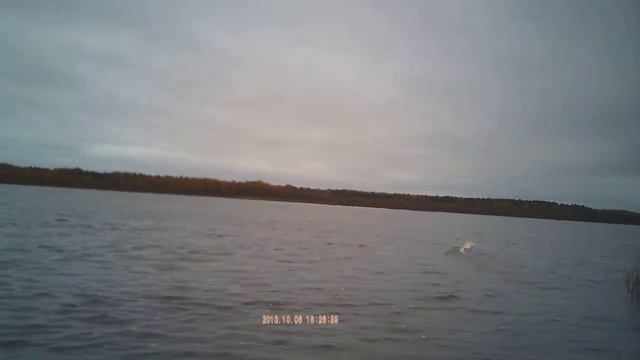 катер радиоуправляемый "Flying Fish" Лемболовское озеро часть №1 смотреть онлайн
