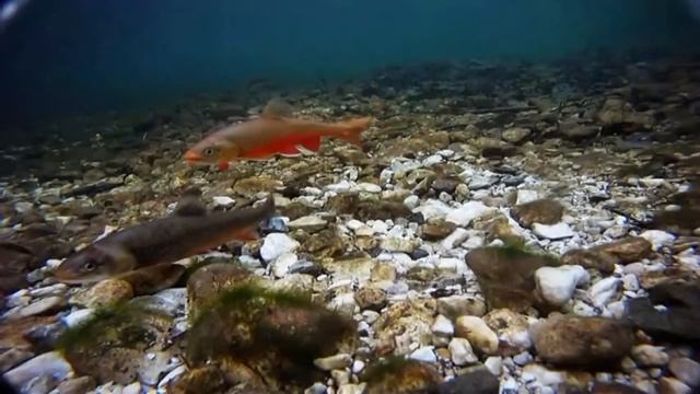 Salvelinus umbla spawning acts смотреть онлайн