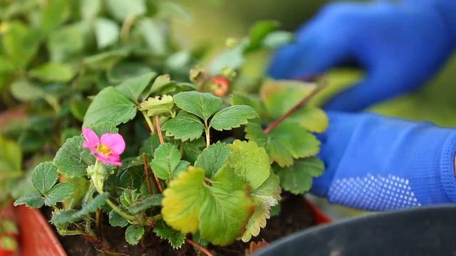 ДАЧНИКИ: КЛУБНИКА И ЗЕМЛЯНИКА КРУГЛЫЙ ГОД смотреть онлайн