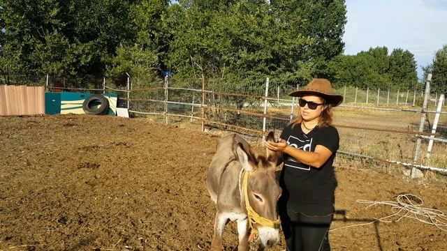 Лассо и Золотой Осёл // Horses,Donkeys and Katrin super life смотреть онлайн