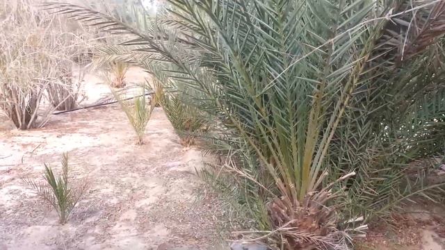 Dahab Лучшая экскурсия на белый и цветной каньон Часть2 смотреть онлайн