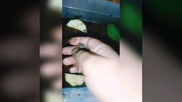 Говорящая улитка ахатин без ракушки 🥺 смотреть онлайн