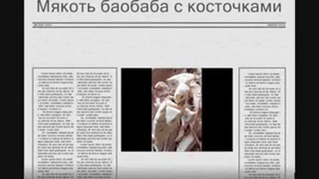 Баобаб чудо волшебное дерево баобаб  лайф!