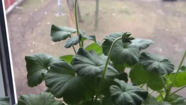 16 февраля красавица пеларгония (герань ) выпустила 5 цветоносов смотреть онлайн