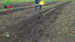 Сажаем ежевику весной.