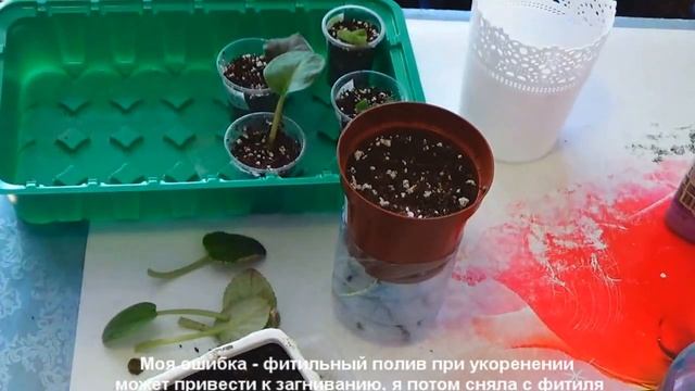 Омолаживаю / переукореняю старую фиалку смотреть онлайн