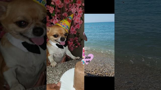 Самая БОЛЬШАЯ,ЧИСТАЯ И ИСКРЕННЯЯ ЛЮБОВЬ 🐾❤️😜 Мой любимый чихуа Ричард 💙💙💙 смотреть онлайн