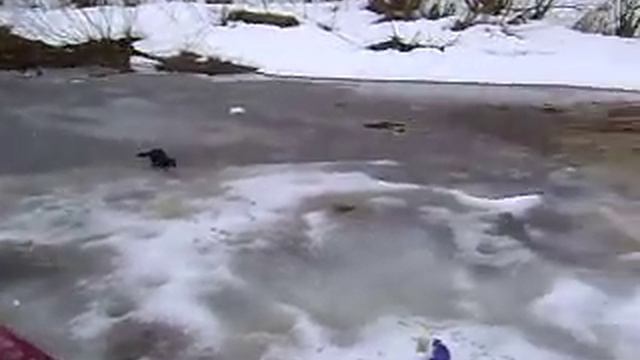 Тотьма.Зимняя рыбалка. Норка тырит рыбу смотреть онлайн