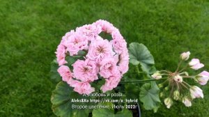 1. Пеларгония А_Любовь и розы...