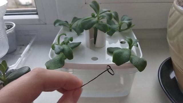 11.12.2019. Денежное дерево. Размножение черенками. Укоренение черенков. смотреть онлайн