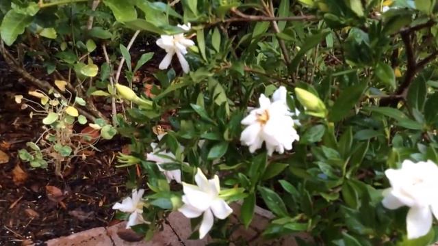 Gardenia Radicans / Gardenia Prostrata