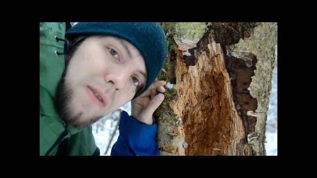 Испытатели природы:. Орех...в березе смотреть онлайн