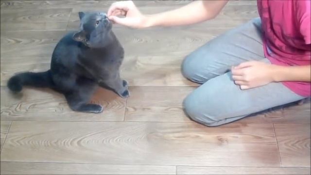 Дрессировка кошек | Обучение командам: Сидеть и Ползи. смотреть онлайн