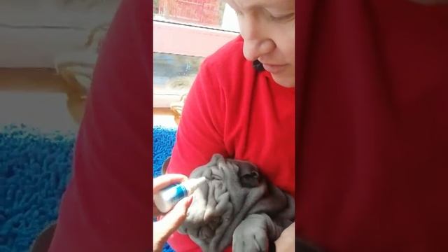 Как лечить щенка