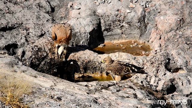 Дикая природа Крыма. Хищные птицы на водопое в горах. смотреть онлайн