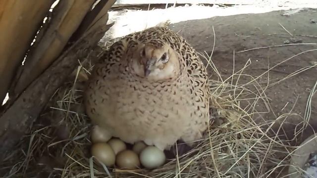 Вольерная самка фазана на кладке яиц. Птенец сбежал :) смотреть онлайн