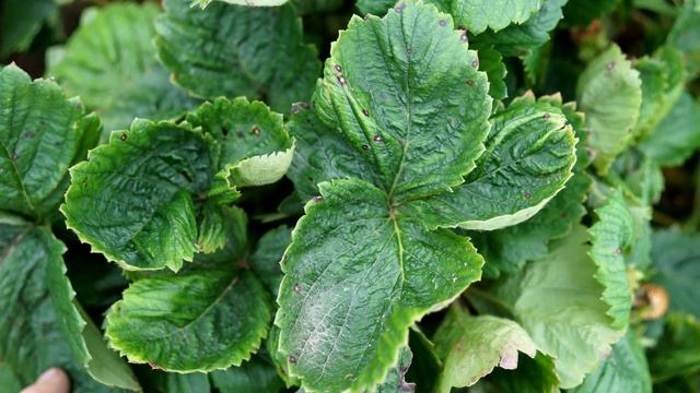 Срочно Сделайте Это Весной И Земляничный Клещ Забудет О Клубнике / Проверенные Народные Средства смотреть онлайн