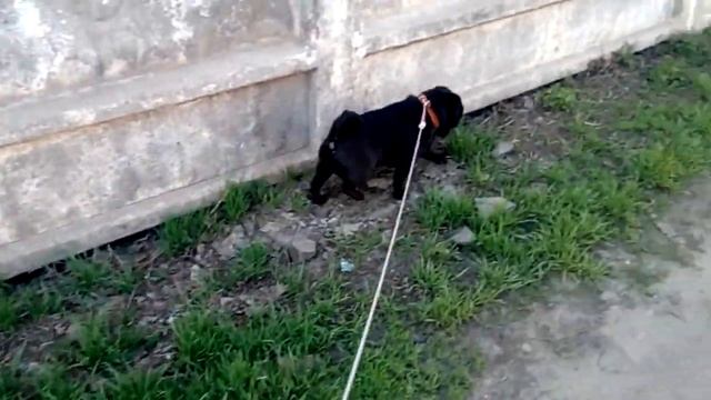 Чёрный мопс на прогулке смотреть онлайн