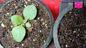 ПЕТУНИЯ ТАЙДАЛ. НАЧИНАЮЩИМ