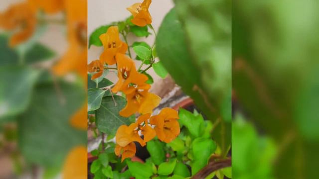 Sun loving flowering Plant | Drought tolerant Bougainvillea | Best summer flowering plant смотреть онлайн