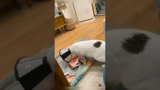 Даже котики ошибаются. смотреть онлайн