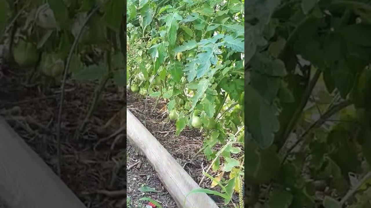 Томаты сорт СТО ПУДОВ очень вкусные, советую посадить смотреть онлайн