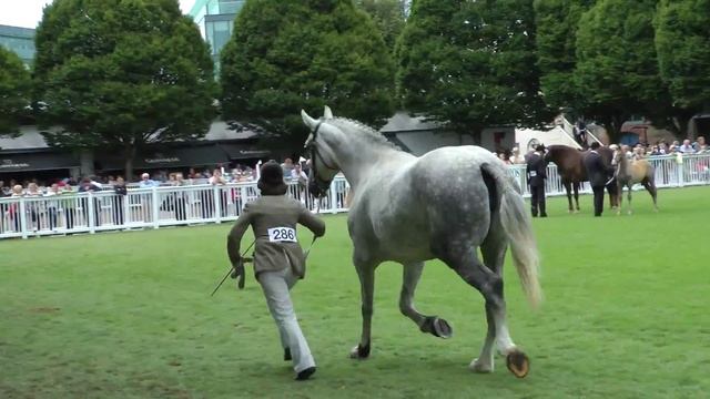 Dublin Horse Show 5 yr Old and Over RID Mare Class RDS 2013 смотреть онлайн