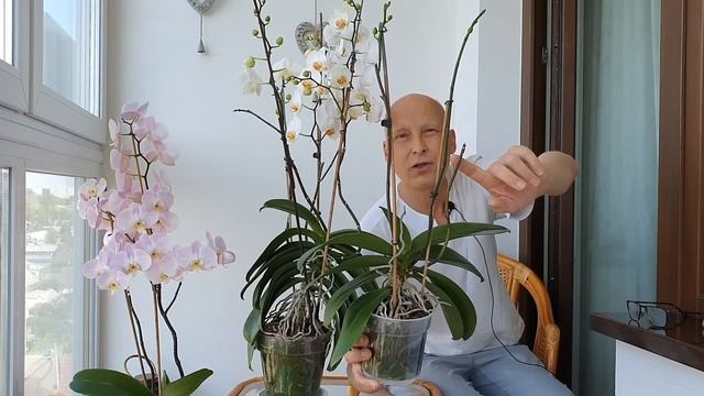 Орхидея выдаст 50-60 цветков после такой обрезки. смотреть онлайн