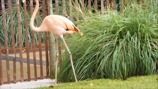 Flamingo Lambada Dancing 2013 !! смотреть онлайн