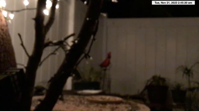 LIVE Night Cam - Raccoons & Opossums - TV For Dogs & Cats #raccoon #cattv #livestream