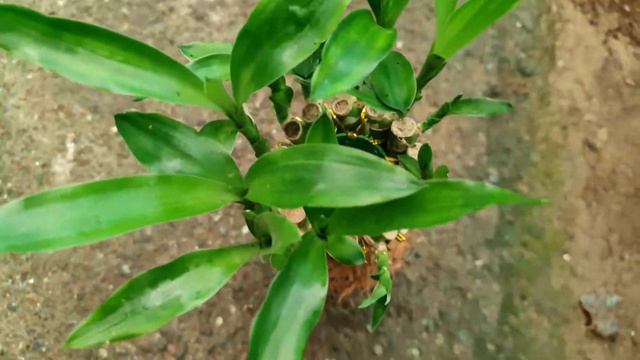 Top 20 Shade Loving Permanent Plants You Must Grow At Home / Best Indoor Plant Names / छाया के पौधे